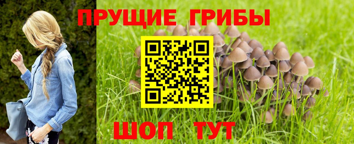 Псилоцибиновые грибы Cubensis  Вход с VPN  Трёхгорный 